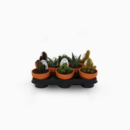 Cactus variés Ø D11cm