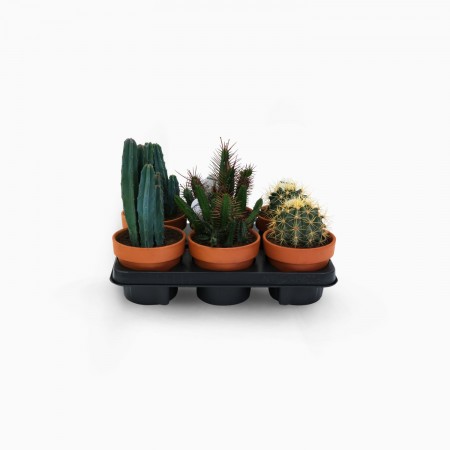 Cactus variés Ø D13cm