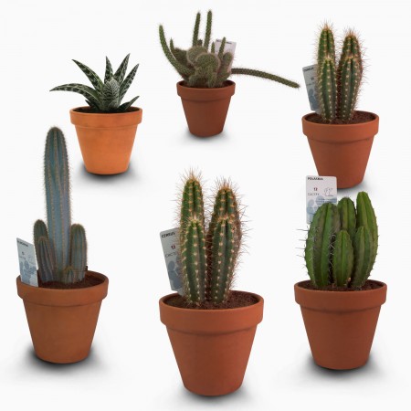 Cactus variés Ø D17cm